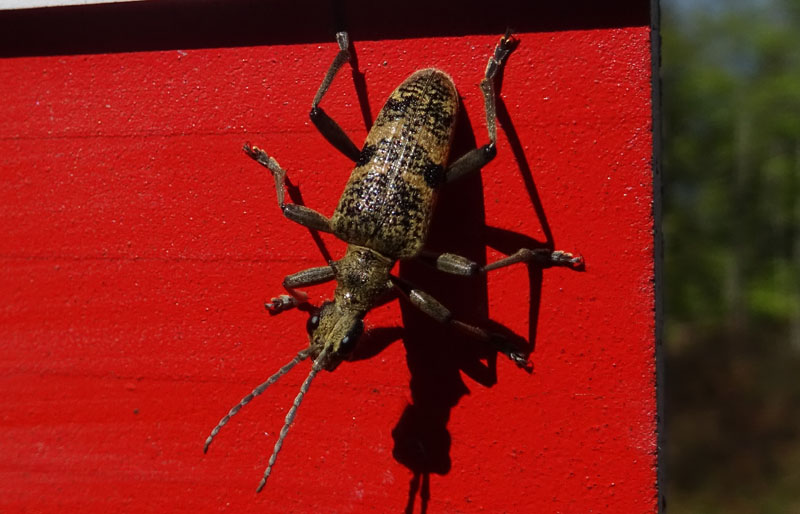 Cerambycidae: Rhagium mordax